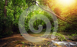 Inside in rainforest jungle with tropical plants and sun light