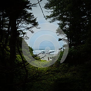 Inside the Rainforest:  view of one of the La Push beaches from inside the woods