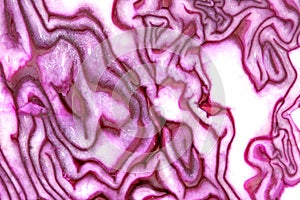 Inside raw red cabbage texture pattern