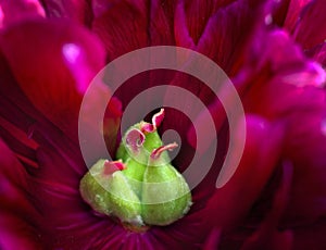 Inside of red peony flower