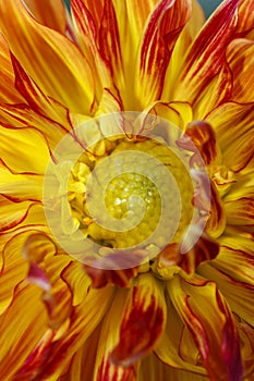 Inside of a red and yellow dahlia.