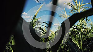 Inside the ripe corn field. Steadicam slow motion video