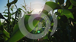 Inside the ripe corn field. Steadicam slow motion video