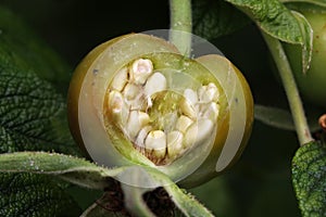 Inside rose hip seed pod.