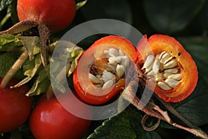 Inside rose hip seed pod.