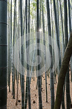 Inside the Sagano bamboo forest. Arashiyama. Kyoto. Japan