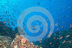 Inside a school of fish underwater