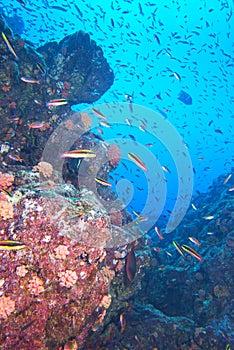 Inside a school of fish underwater