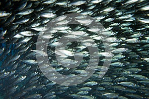 Inside a school of fish underwater