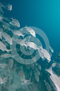 Inside a school of fish underwater