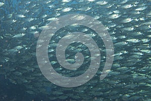 Inside a school of fish underwater