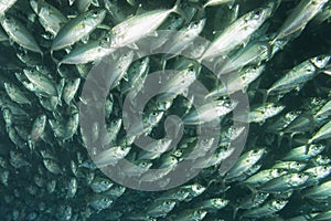 Inside a school of fish underwater