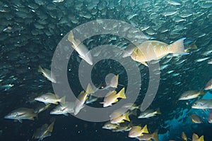 Inside a school of fish underwater