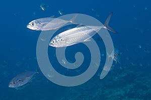 Inside a school of fish underwater