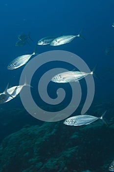 Inside a school of fish underwater