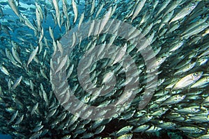 Inside a school of fish underwater