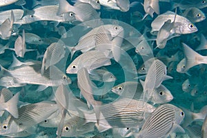 Inside a school of fish underwater