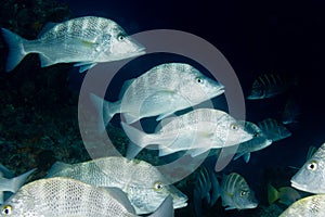 Inside a school of fish underwater