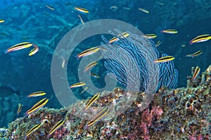 Inside a school of fish underwater