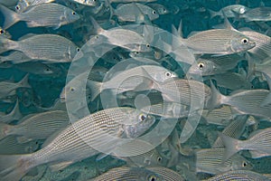 Inside a school of fish underwater