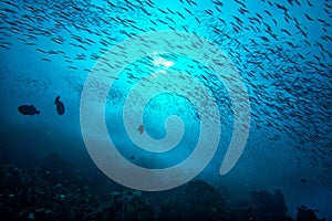 Inside a school of fish underwater