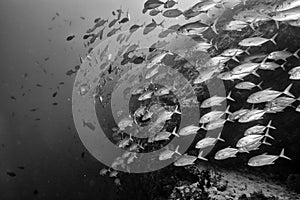 Inside a school of fish underwater in black and white