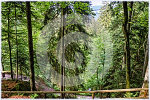 Inside the Schwarzwald Black Forest