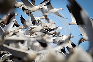 Inside the Snow Geese Flock