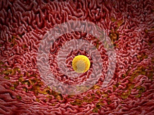 Bile on a intestines surface