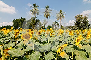 Inside suflowers field in a sunny day.