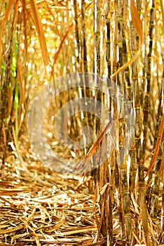 Inside sugarcane field