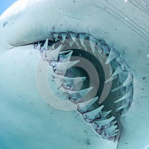 Inside the Terrifying Jaws of a Shark