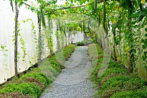 Inside the Thailand nursery farm, with Asia plant