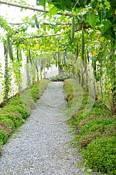 Inside the Thailand nursery farm, with Asia plant