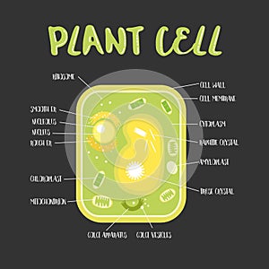 Inside theplant cell