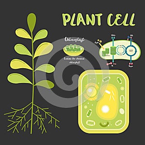 Inside theplant cell