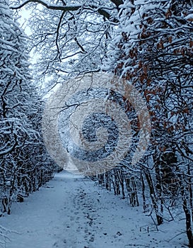 Inside a tree tunnel covered with snow