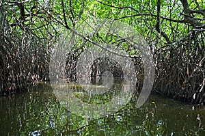 Inside the tropical mangrove forest , Madu river