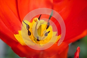 Inside tulip flower macro photo