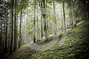 Inside a typical birch forest of the Italian Alps