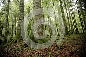 Inside a typical birch forest of the Italian Alps