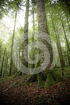 Inside a typical birch forest of the Italian Alps