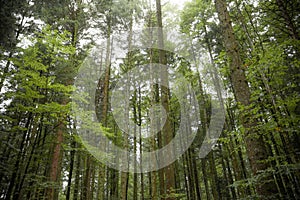 Inside a typical birch forest of the Italian Alps