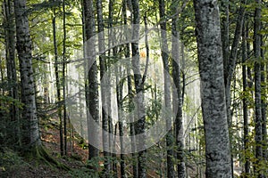 Inside a typical birch forest of the Italian Alps