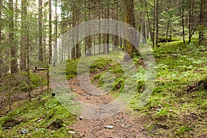 Inside a typical forest of the Italian Alps long a mountain path