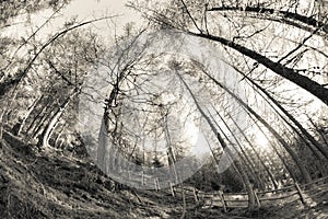 Inside a typical forest of the Italian Alps (vintage atmophere)