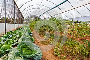 Inside view greenhouse. Angola. Cabinda. photo