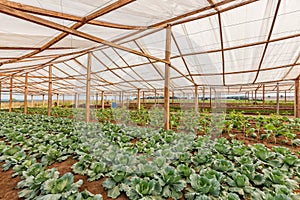 Inside view greenhouse. Angola. Cabinda. photo