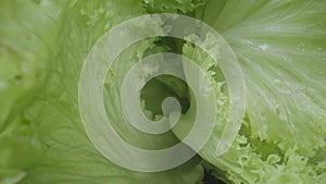 Inside view of a head of iceberg salad with juicy green leaves. Leafy lettuce with curly fresh leaves in macro shot. Wet