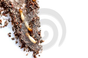 Inside view of a termite nest
